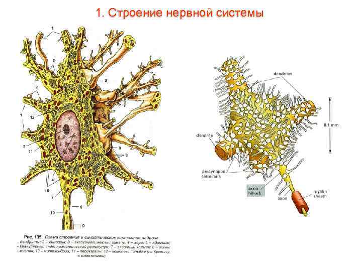 1. Строение нервной системы 