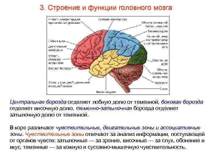 3. Строение и функции головного мозга Центральная борозда отделяет лобную долю от теменной, боковая