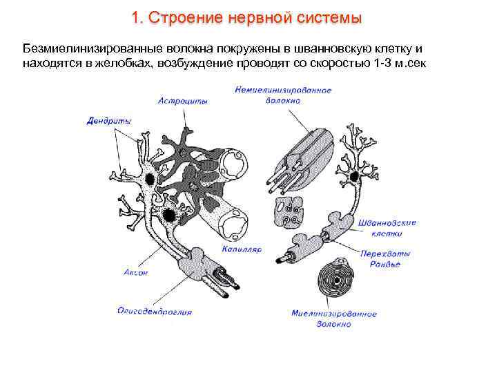 1. Строение нервной системы Безмиелинизированные волокна покружены в шванновскую клетку и находятся в желобках,