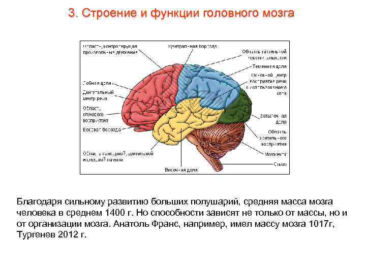 3. Строение и функции головного мозга Благодаря сильному развитию больших полушарий, средняя масса мозга