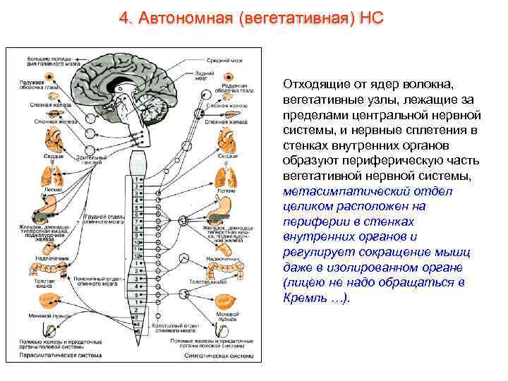 4. Автономная (вегетативная) НС Отходящие от ядер волокна, вегетативные узлы, лежащие за пределами центральной