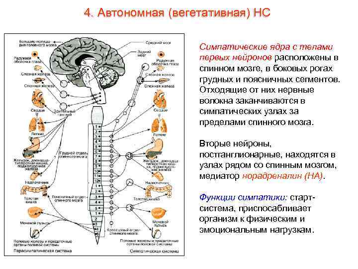 4. Автономная (вегетативная) НС Симпатические ядра с телами первых нейронов расположены в спинном мозге,