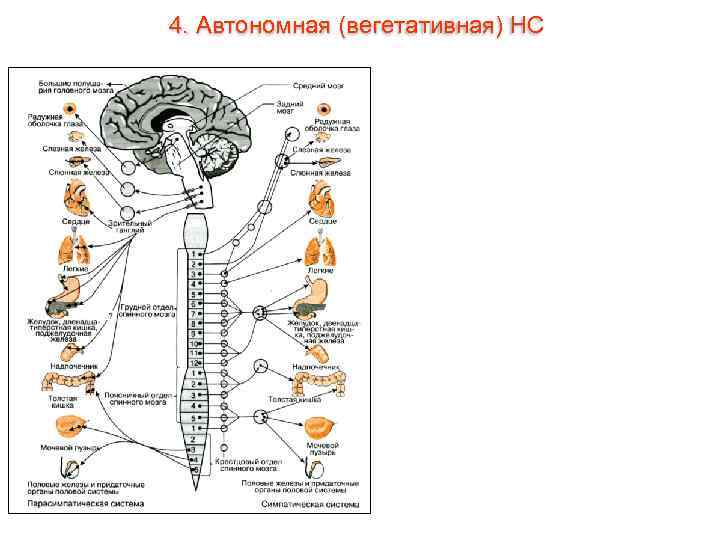 4. Автономная (вегетативная) НС 