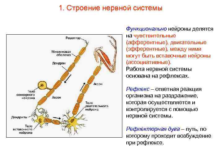 1. Строение нервной системы Функционально нейроны делятся на чувствительные (афферентные), двигательные (эфферентные), между ними