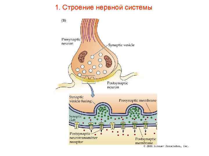 1. Строение нервной системы 