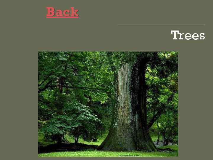 Back Trees 