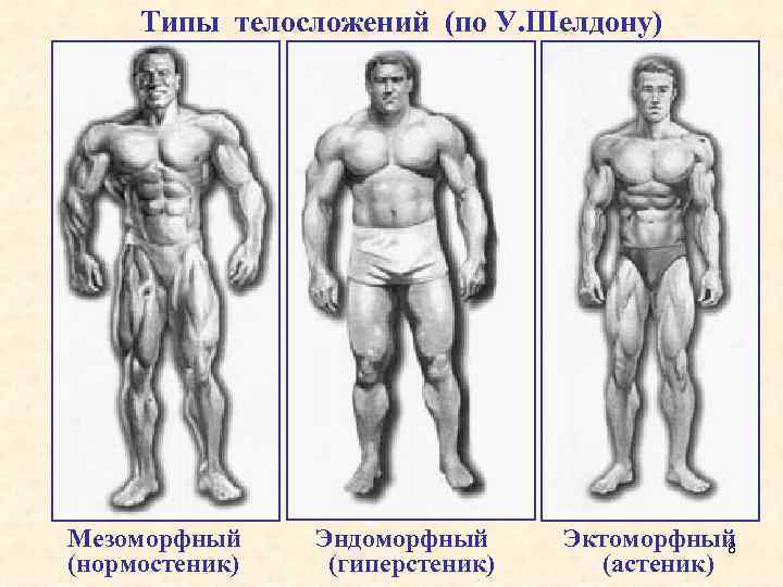 Типы телосложений (по У. Шелдону) Мезоморфный (нормостеник) Эндоморфный (гиперстеник) Эктоморфный 8 (астеник) 