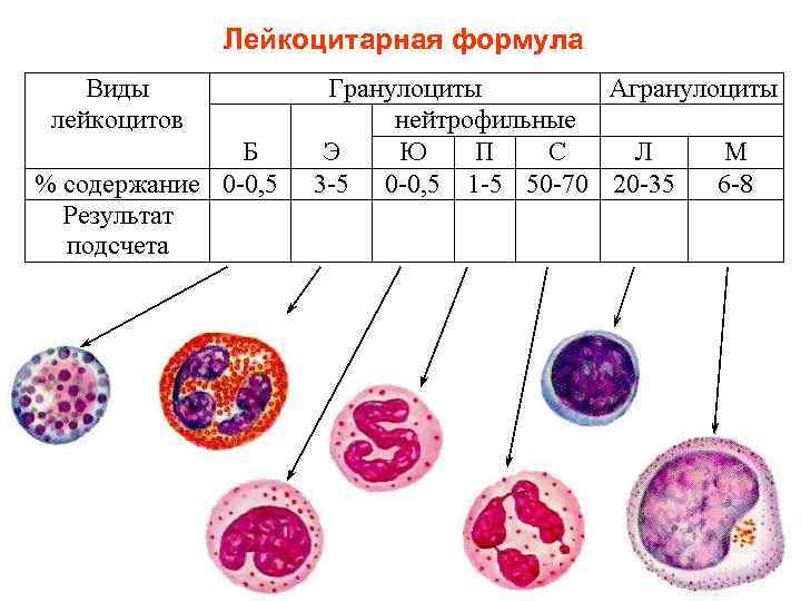 Лейкоцитарная формула 