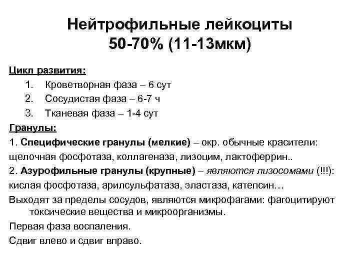 Нейтрофильные лейкоциты 50 -70% (11 -13 мкм) Цикл развития: 1. Кроветворная фаза – 6