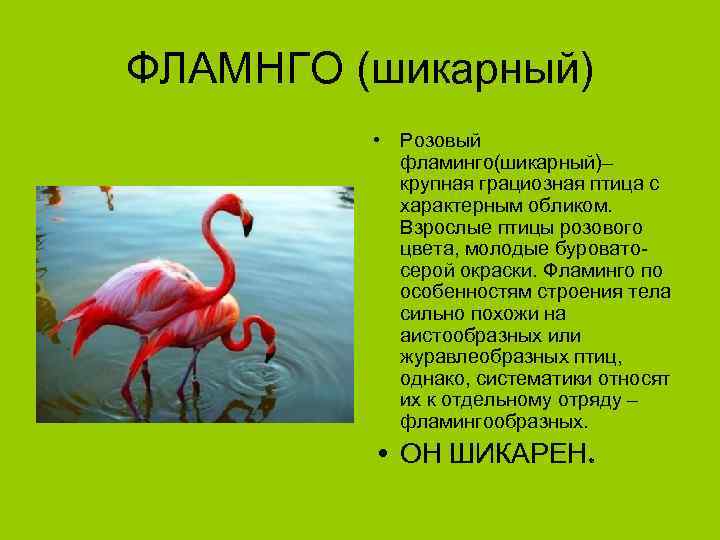 ФЛАМНГО (шикарный) • Розовый фламинго(шикарный)– крупная грациозная птица с характерным обликом. Взрослые птицы розового