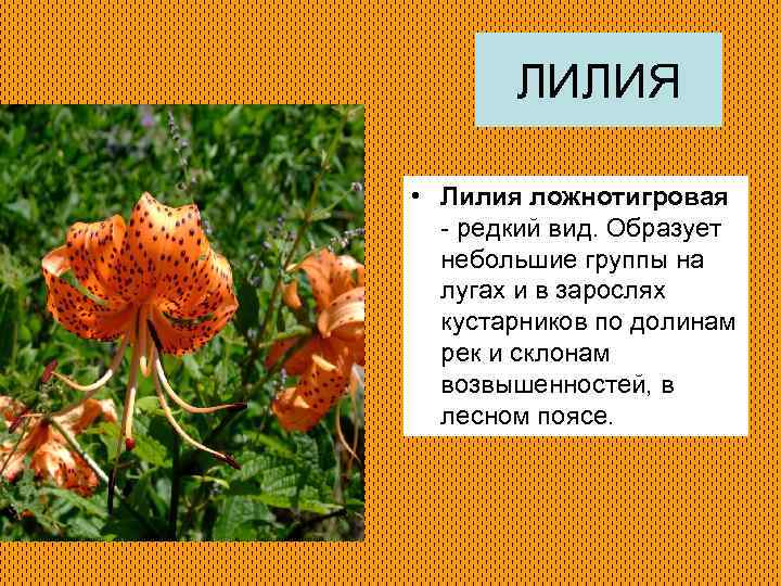 ЛИЛИЯ • Лилия ложнотигровая - редкий вид. Образует небольшие группы на лугах и в