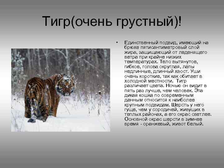 Тигр(очень грустный)! • Единственный подвид, имеющий на брюхе пятисантиметровый слой жира, защищающий от леденящего