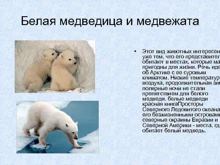 Белая медведица и медвежата • Этот вид животных интересен уже тем, что его представител
