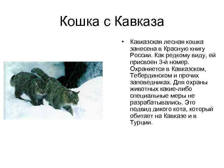 Кошка с Кавказа • Кавказская лесная кошка занесена в Красную книгу России. Как редкому
