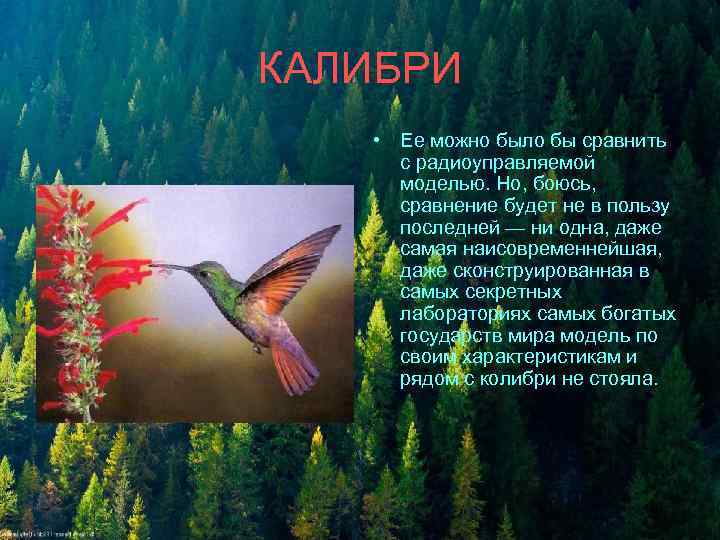 КАЛИБРИ • Ее можно было бы сравнить с радиоуправляемой моделью. Но, боюсь, сравнение будет