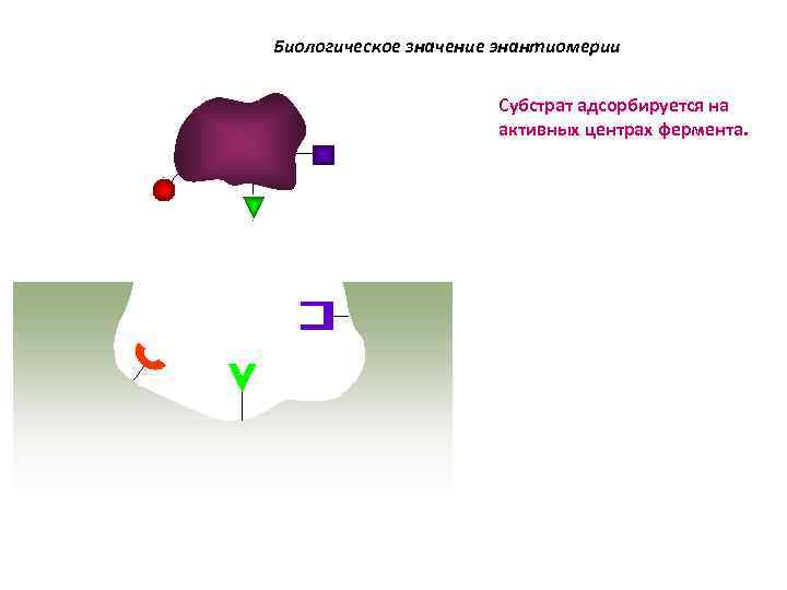 Биологическое значение энантиомерии Субстрат адсорбируется на активных центрах фермента. 