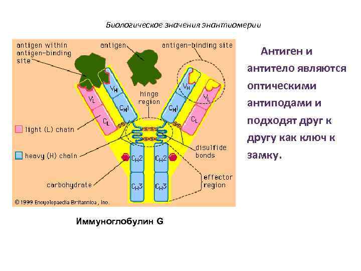 Биологическое значения энантиомерии Антиген и антитело являются оптическими антиподами и подходят друг к другу