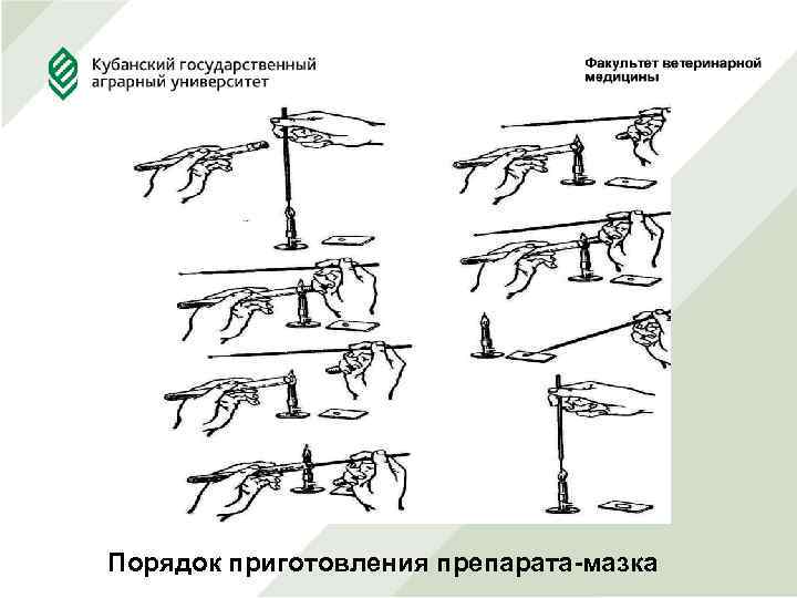 Порядок приготовления препарата-мазка 