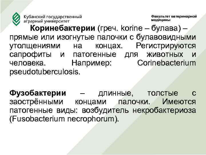  Коринебактерии (греч. korine – булава) – прямые или изогнутые палочки с булавовидными утолщениями