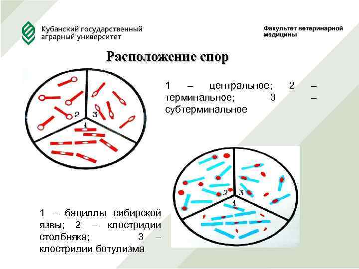  Расположение спор 1 – центральное; 2 – терминальное; 3 – субтерминальное 1 –