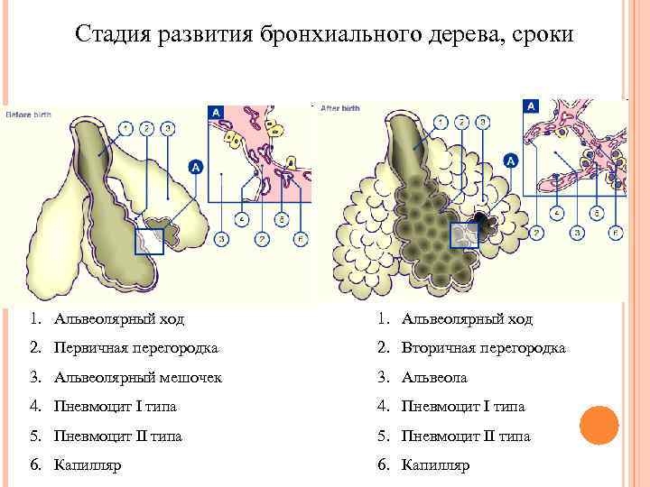 Стадия развития бронхиального дерева, сроки 1. Альвеолярный ход 2. Первичная перегородка 2. Вторичная перегородка