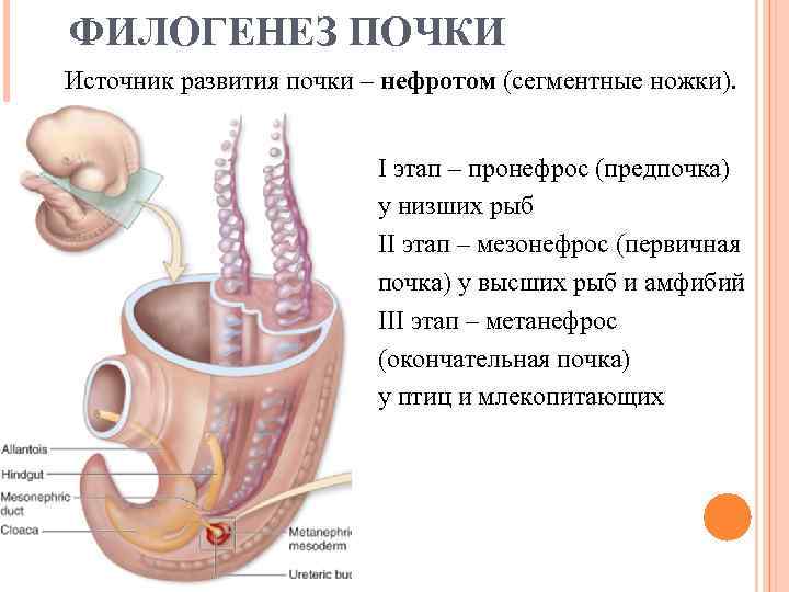 ФИЛОГЕНЕЗ ПОЧКИ Источник развития почки – нефротом (сегментные ножки). I этап – пронефрос (предпочка)