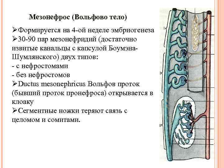 Мезонефрос (Вольфово тело) ØФормируется на 4 -ой неделе эмбриогенеза Ø 30 -90 пар мезонефридий