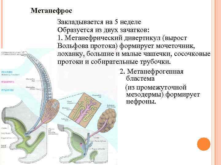 Метанефрос Закладывается на 5 неделе Образуется из двух зачатков: 1. Метанефрический дивертикул (вырост Вольфова