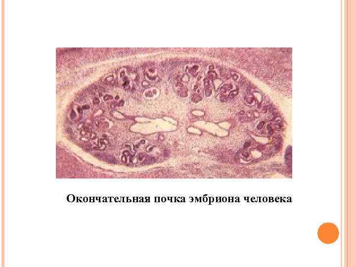 Окончательная почка эмбриона человека 