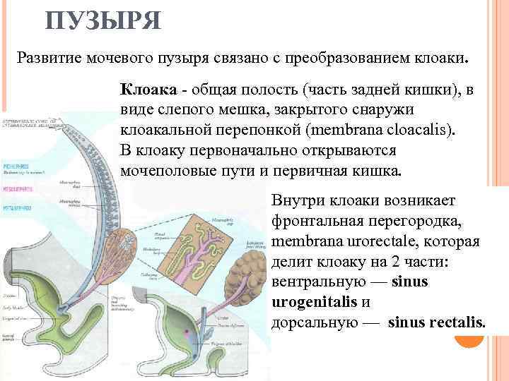 ПУЗЫРЯ Развитие мочевого пузыря связано с преобразованием клоаки. Клоака - общая полость (часть задней