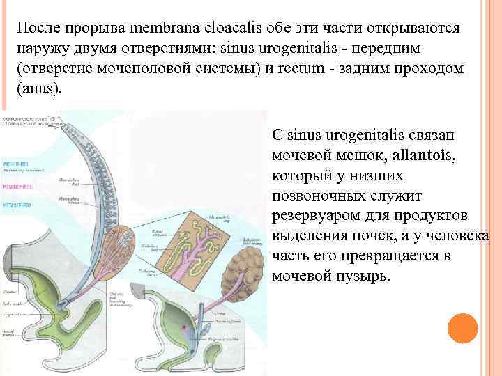 После прорыва membrana cloacalis обе эти части открываются наружу двумя отверстиями: sinus urogenitalis -