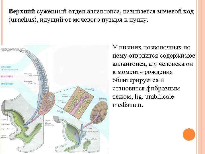 Верхний суженный отдел аллантоиса, называется мочевой ход (urachus), идущий от мочевого пузыря к пупку.