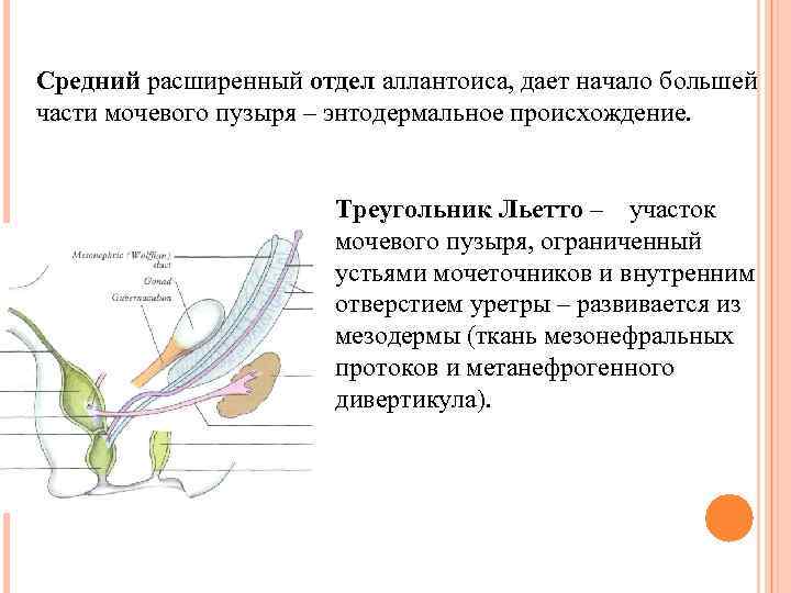 Средний расширенный отдел аллантоиса, дает начало большей части мочевого пузыря – энтодермальное происхождение. Треугольник