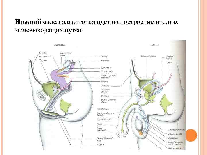 Нижний отдел аллантоиса идет на построение нижних мочевыводящих путей 