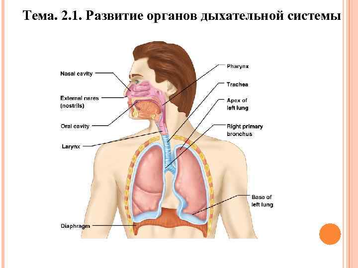 Тема. 2. 1. Развитие органов дыхательной системы 
