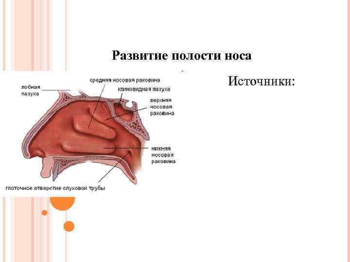 Развитие полости носа Источники: 