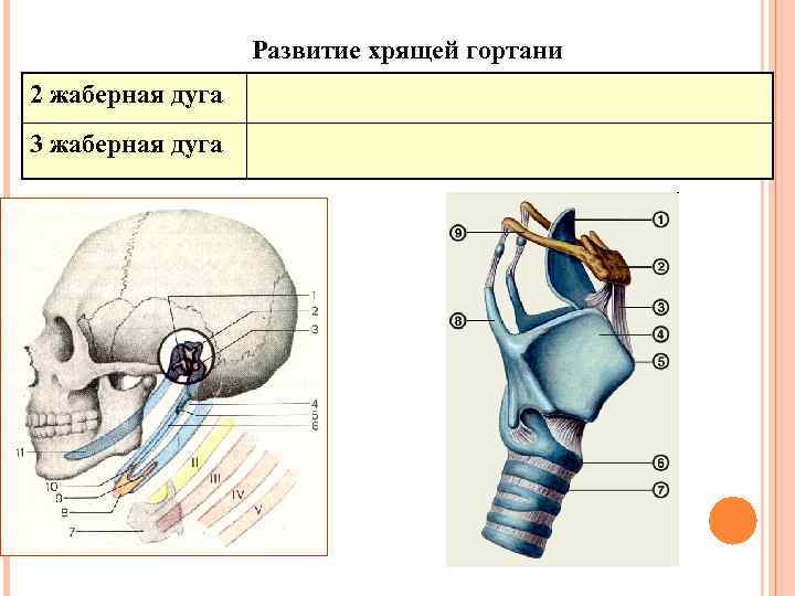 Развитие хрящей гортани 2 жаберная дуга 3 жаберная дуга 