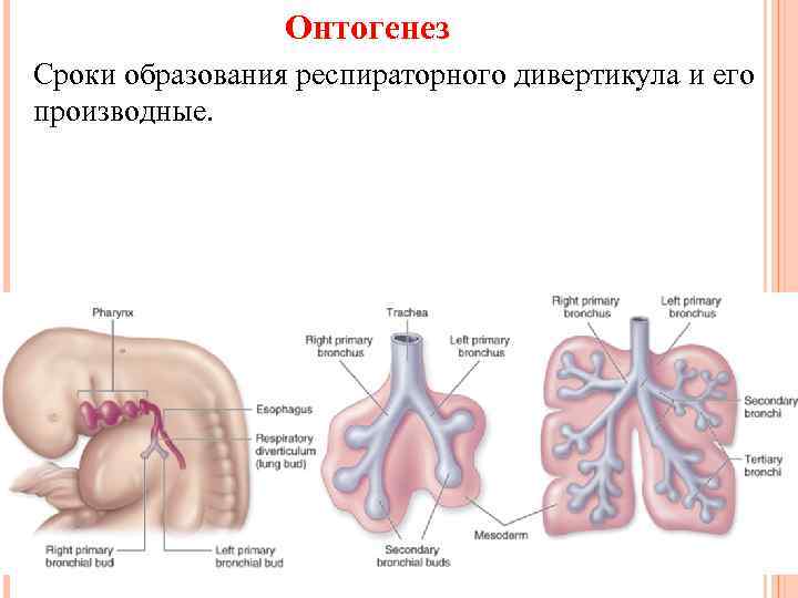 Онтогенез Сроки образования респираторного дивертикула и его производные. 
