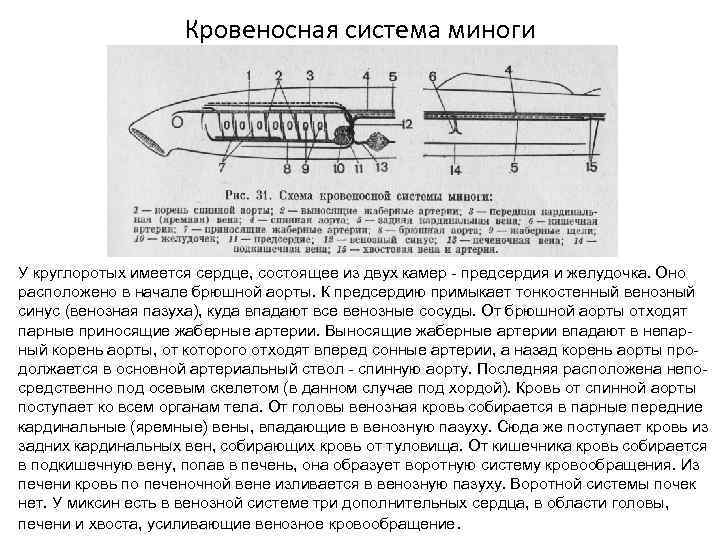 Кровеносная система миноги У круглоротых имеется сердце, состоящее из двух камер - предсердия и