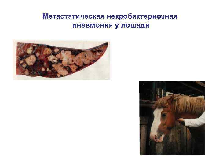 Метастатическая некробактериозная пневмония у лошади 
