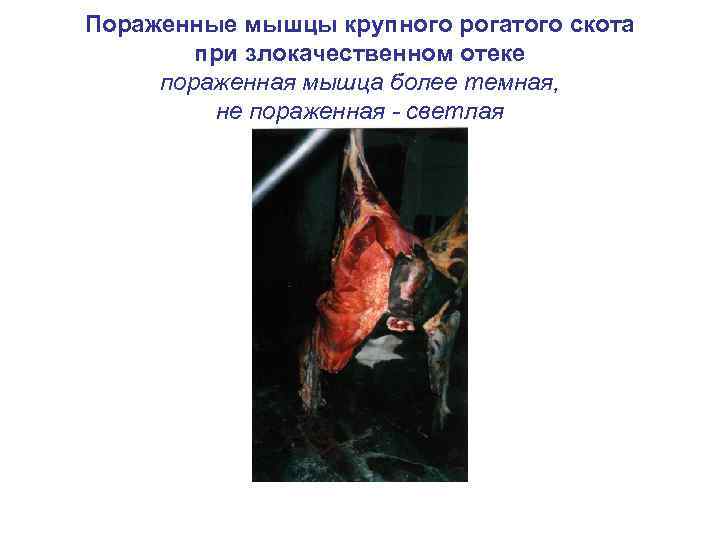 Пораженные мышцы крупного рогатого скота при злокачественном отеке пораженная мышца более темная, не пораженная