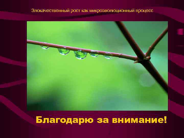 Злокачественный рост как микроэволюционный процесс Благодарю за внимание! 