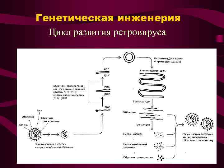 Генетическая инженерия Цикл развития ретровируса 