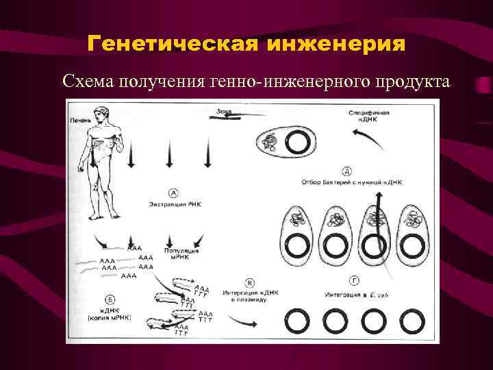 Генетическая инженерия Схема получения генно-инженерного продукта 