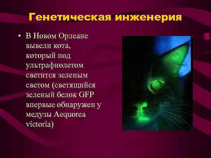 Генетическая инженерия • В Новом Орлеане вывели кота, который под ультрафиолетом светится зеленым светом