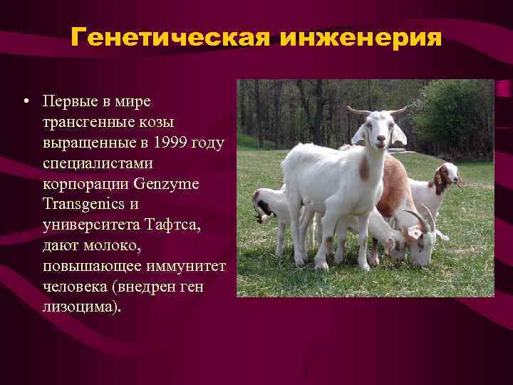 Генетическая инженерия • Первые в мире трансгенные козы выращенные в 1999 году специалистами корпорации
