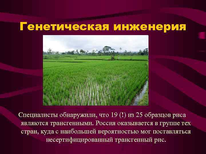 Генетическая инженерия Специалисты обнаружили, что 19 (!) из 25 образцов риса являются трансгенными. Россия