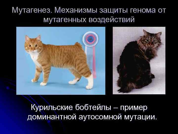 Мутагенез. Механизмы защиты генома от мутагенных воздействий Курильские бобтейлы – пример доминантной аутосомной мутации.