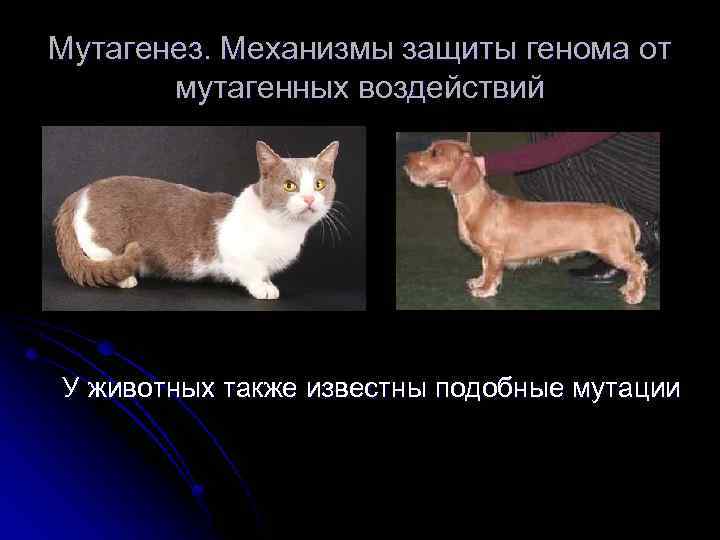 Мутагенез. Механизмы защиты генома от мутагенных воздействий У животных также известны подобные мутации 