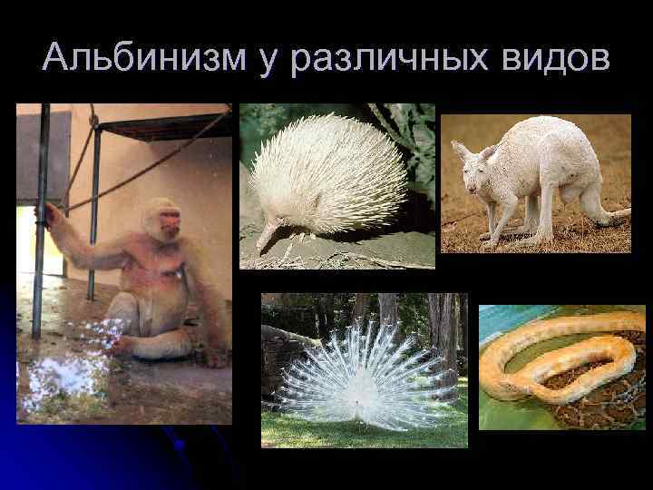 Альбинизм у различных видов 
